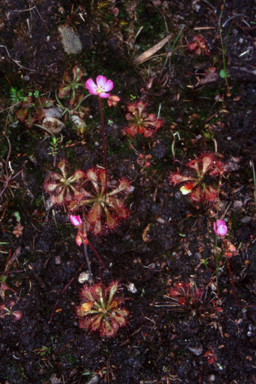 APII jpeg image of Drosera spatulata  © contact APII