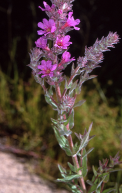 APII jpeg image of Lythrum salicaria  © contact APII