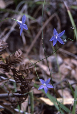 APII jpeg image of Wahlenbergia littoricola  © contact APII