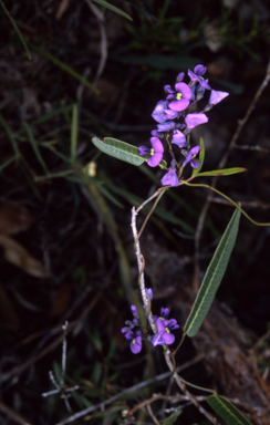 APII jpeg image of Hardenbergia violacea  © contact APII