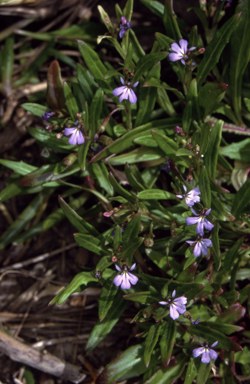 APII jpeg image of Lobelia anceps  © contact APII