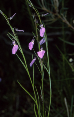 APII jpeg image of Hybanthus vernonii subsp. vernonii  © contact APII