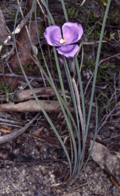 APII jpeg image of Patersonia sericea var. longifolia  © contact APII
