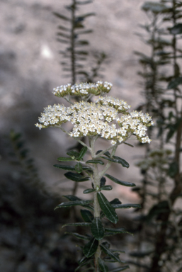 APII jpeg image of Ozothamnus cuneifolius  © contact APII