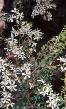 APII jpeg image of Bursaria spinosa subsp. lasiophylla  © contact APII