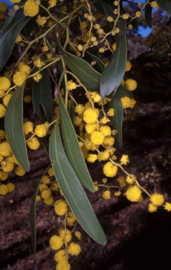 APII jpeg image of Acacia pycnantha  © contact APII