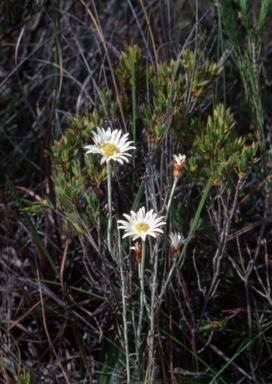 APII jpeg image of Argentipallium obtusifolium  © contact APII
