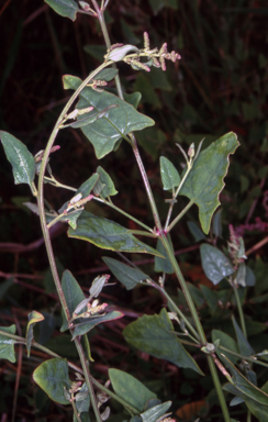 APII jpeg image of Atriplex australasica  © contact APII