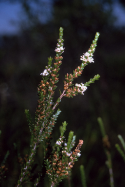 APII jpeg image of Baeckea imbricata  © contact APII