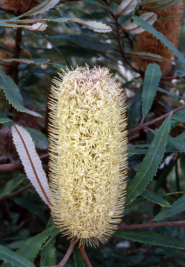 APII jpeg image of Banksia oblongifolia  © contact APII