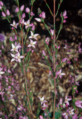 APII jpeg image of Boronia deanei subsp. acutifolia  © contact APII