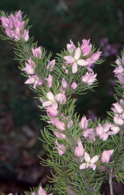 APII jpeg image of Boronia subulifolia  © contact APII