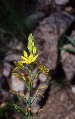 APII jpeg image of Bulbophyllum exiguum  © contact APII