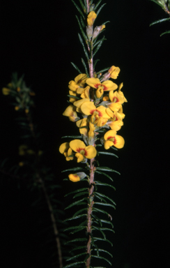 APII jpeg image of Dillwynia floribunda  © contact APII