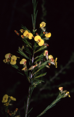 APII jpeg image of Dillwynia glaberrima  © contact APII