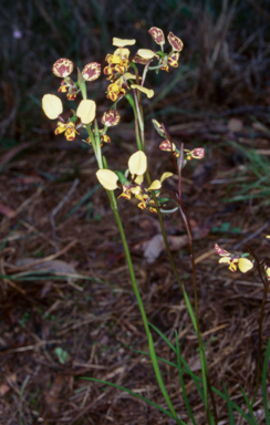 APII jpeg image of Diuris maculata  © contact APII