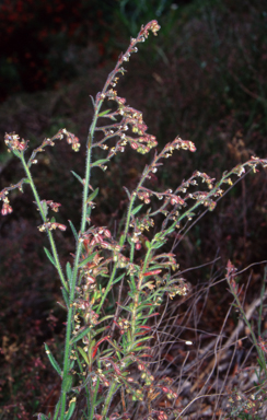 APII jpeg image of Gonocarpus elatus  © contact APII