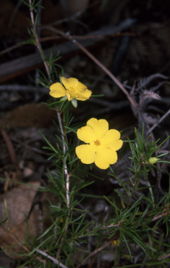 APII jpeg image of Hibbertia virgata  © contact APII