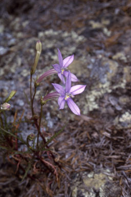 APII jpeg image of Isotoma axillaris  © contact APII