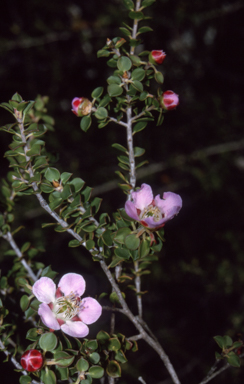 APII jpeg image of Leptospermum rotundifolium  © contact APII