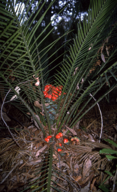 APII jpeg image of Macrozamia communis  © contact APII