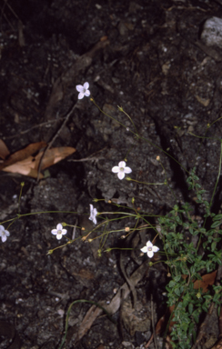 APII jpeg image of Mitrasacme polymorpha  © contact APII