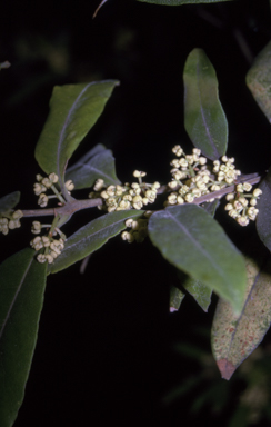 APII jpeg image of Notelaea longifolia f. longifolia  © contact APII