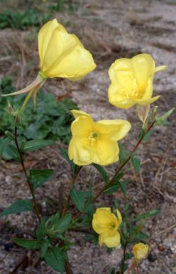 APII jpeg image of Oenothera glazioviana  © contact APII