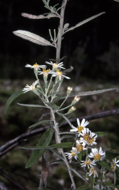 APII jpeg image of Olearia phlogopappa  © contact APII