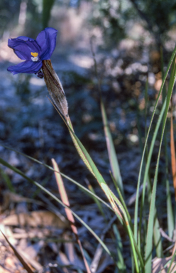 APII jpeg image of Patersonia sericea  © contact APII