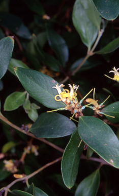 APII jpeg image of Persoonia laurina subsp. leiogyna  © contact APII