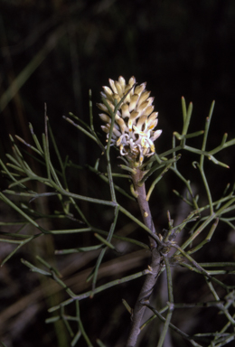 APII jpeg image of Petrophile sessilis  © contact APII
