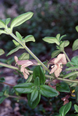 APII jpeg image of Prostanthera walteri  © contact APII