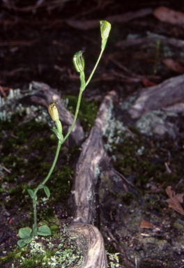 APII jpeg image of Pterostylis aphylla  © contact APII