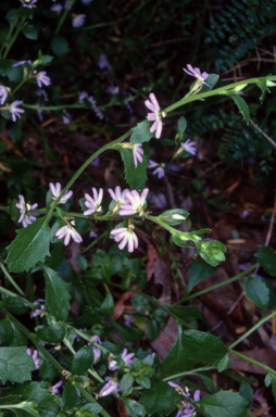 APII jpeg image of Scaevola albida  © contact APII