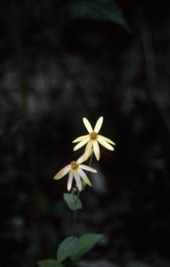 APII jpeg image of Lordhowea velleioides  © contact APII