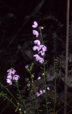 APII jpeg image of Tetratheca pilosa subsp. latifolia  © contact APII