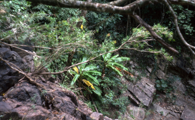 APII jpeg image of Musa  © contact APII