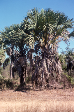 APII jpeg image of Corypha elata  © contact APII
