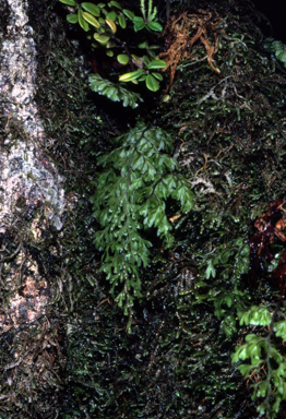 APII jpeg image of Peperomia  © contact APII