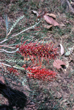 APII jpeg image of Grevillea 'Starfire',<br/>Grevillea 'Starflame'  © contact APII