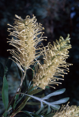 APII jpeg image of Grevillea 'White Wine'  © contact APII