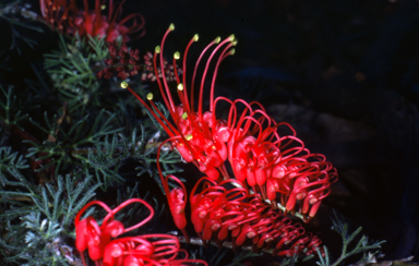 APII jpeg image of Grevillea thelemanniana  © contact APII