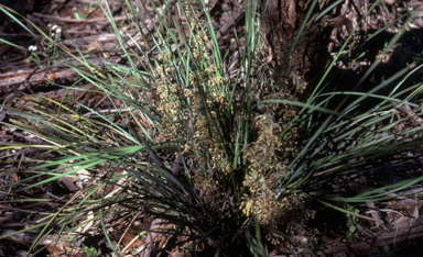 APII jpeg image of Lomandra multiflora  © contact APII