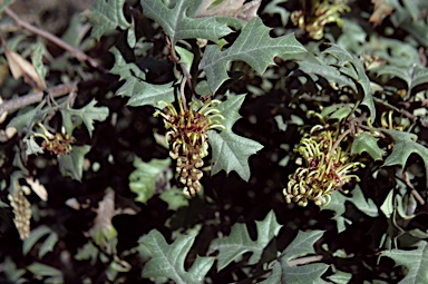 APII jpeg image of Grevillea dryophylla  © contact APII