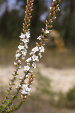 APII jpeg image of Epacris microphylla var. microphlla  © contact APII