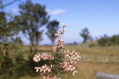 APII jpeg image of Lissanthe strigosa  © contact APII