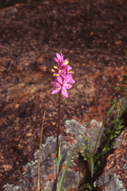 APII jpeg image of Wurmbea densiflora  © contact APII