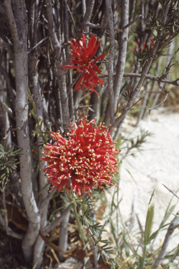 APII jpeg image of Grevillea huegelii  © contact APII