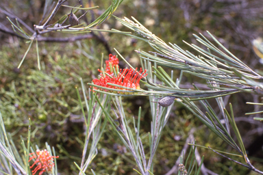 APII jpeg image of Grevillea cagiana  © contact APII